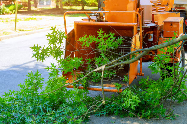 Best Tree Maintenance Programs  in San Jose, CA